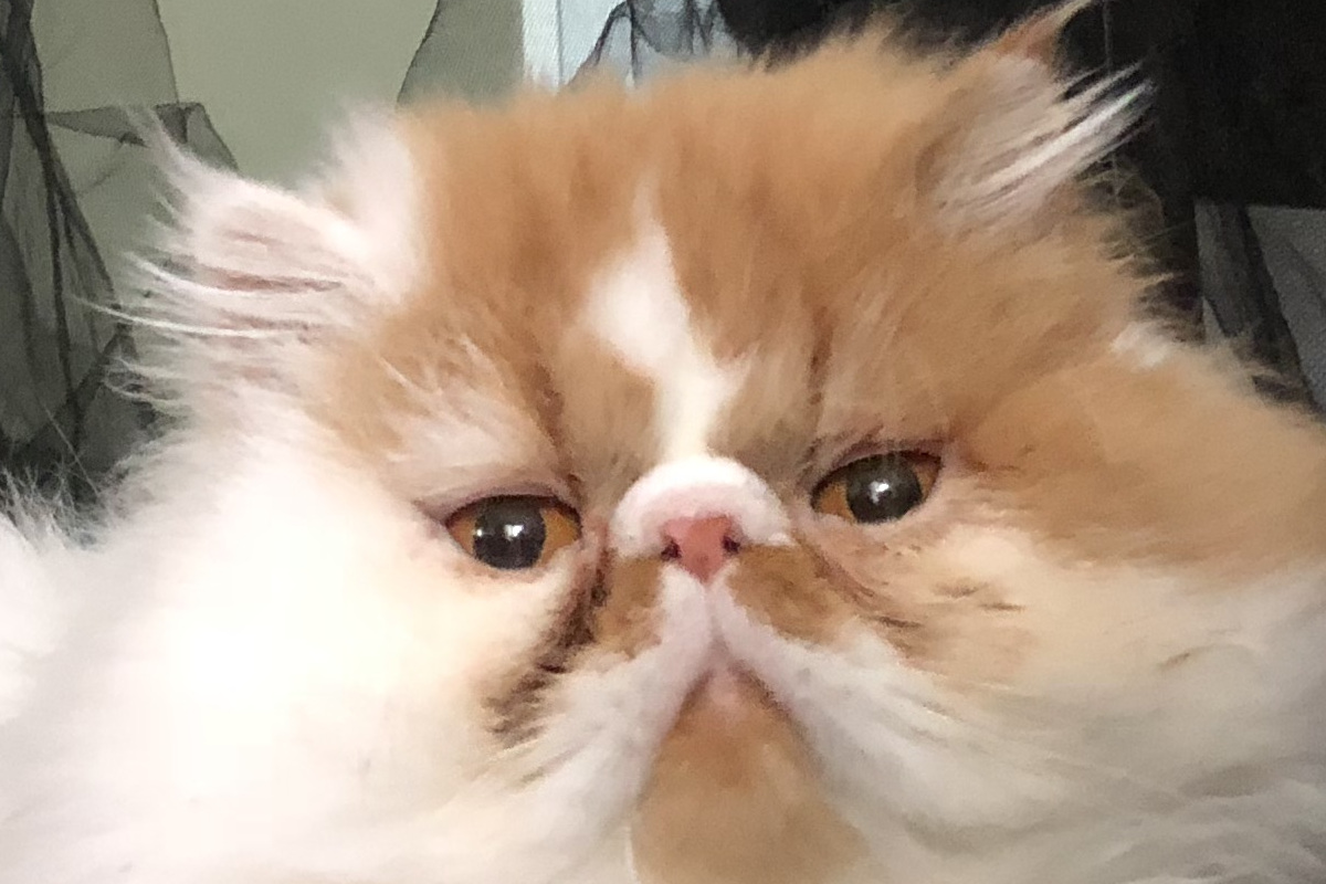 Pickles In The House artwork